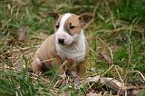 BULL TERRIER MINIATURE 247